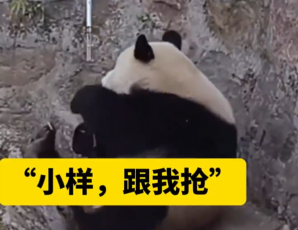 圖片來源：微博 @齊魯晚報