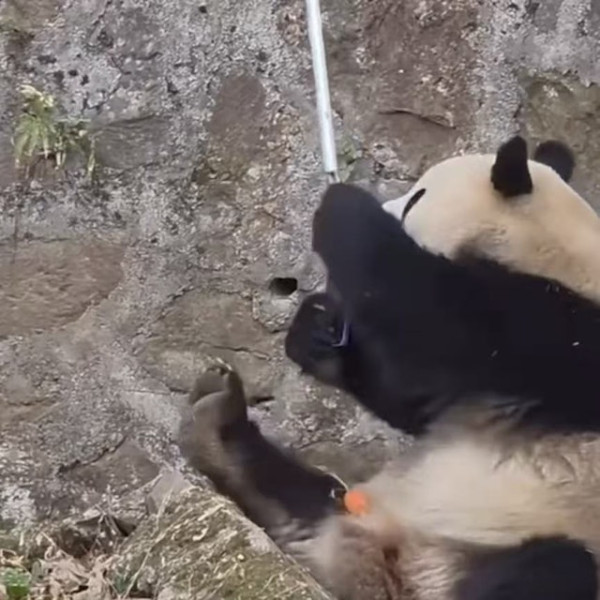 四川遊客手機誤掉熊貓園區 執到後當新玩具拒絕歸還 網民：姿勢好專業 