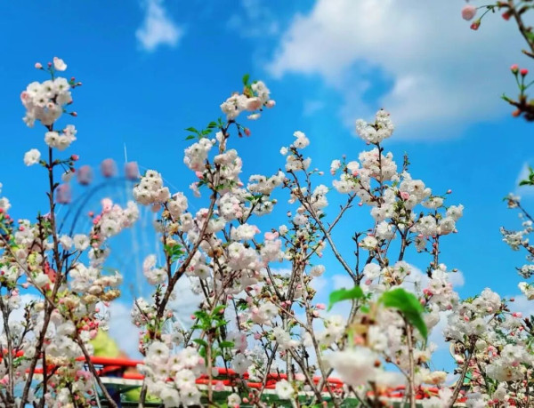 【深圳親子遊2026】深圳觀瀾湖2日1夜行程推介🌸櫻花節開幕/卡丁車/冰雪世界 