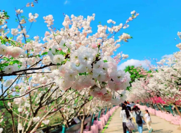 【深圳親子遊2026】深圳觀瀾湖2日1夜行程推介🌸櫻花節開幕/卡丁車/冰雪世界 