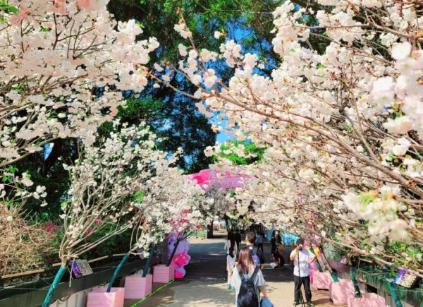 【深圳親子遊2026】深圳觀瀾湖2日1夜行程推介🌸櫻花節開幕/卡丁車/冰雪世界 