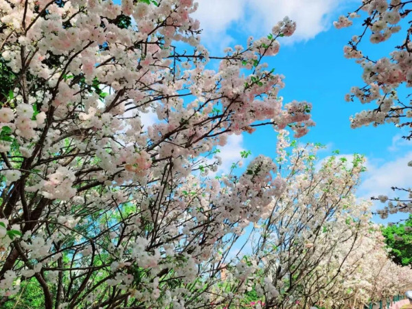 【深圳親子遊2026】深圳觀瀾湖2日1夜行程推介🌸櫻花節開幕/卡丁車/冰雪世界 