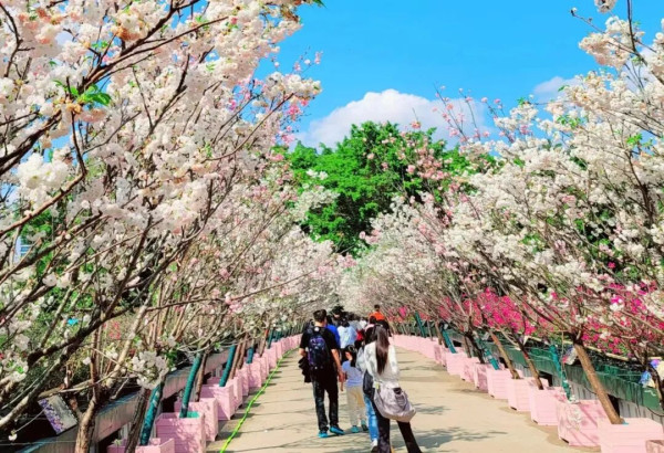 【深圳親子遊2026】深圳觀瀾湖2日1夜行程推介🌸櫻花節開幕/卡丁車/冰雪世界 