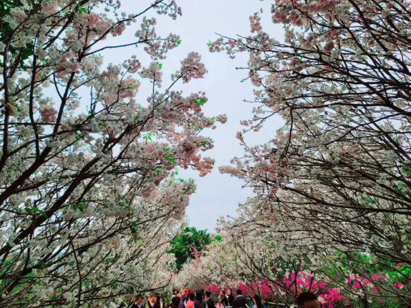 【深圳親子遊2026】深圳觀瀾湖2日1夜行程推介🌸櫻花節開幕/卡丁車/冰雪世界 