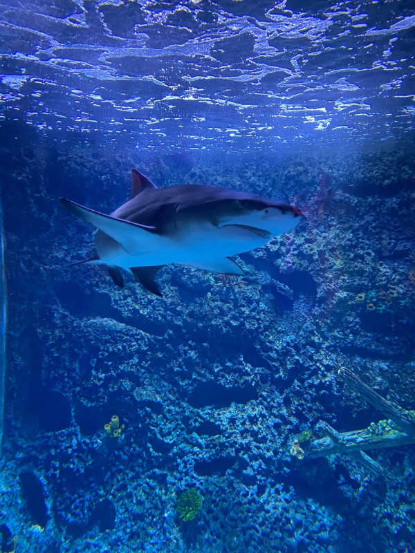 【深圳親子遊2026】深圳觀瀾湖2日1夜行程推介🌸櫻花節開幕/卡丁車/冰雪世界 