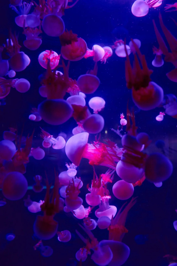 【深圳親子遊2026】深圳觀瀾湖2日1夜行程推介🌸櫻花節開幕/卡丁車/冰雪世界 