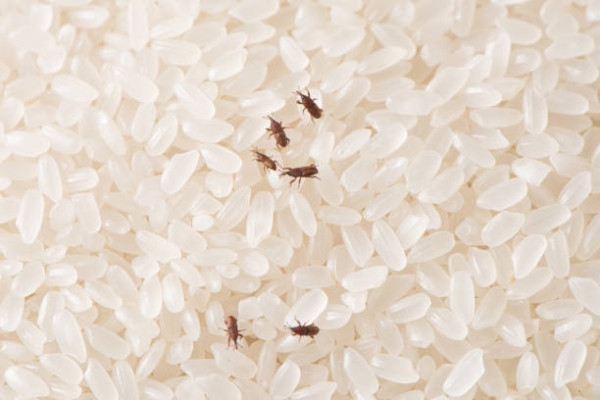 天氣潮濕米缸穀牛恐大量繁殖！食安中心3招解決／米缸5地方勿放鋅盤底最錯