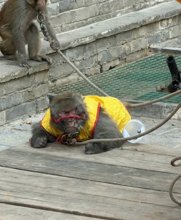 來源:極小紅書 來源:小紅書