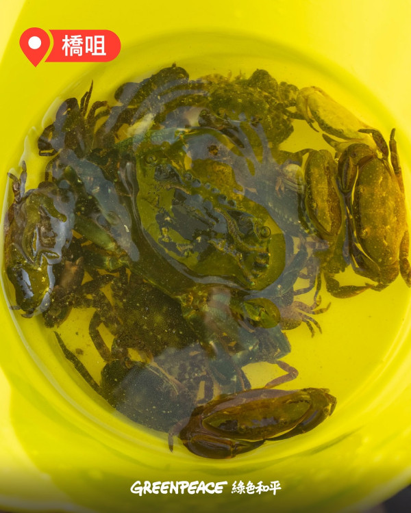 西貢淪陷？小紅書瘋傳「免費海鮮放題」即捉即食 網民笑稱造就白車經濟：搵命博