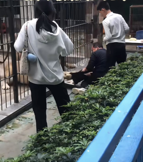 驚險 20 秒!汕頭動物園爆「獅子隔鐵籠抓人」 女童險被扯走 (圖:深圳plus@小紅書) 驚險 20 秒!汕頭動物園爆「獅子隔鐵籠抓人」 女童險被扯走 (圖:深圳plus@小紅書)