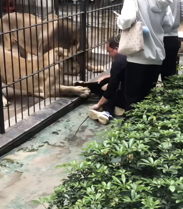 驚險 20 秒!汕頭動物園爆「獅子隔鐵籠抓人」 女童險被扯走 (圖:深圳plus@小紅書) 驚險 20 秒!汕頭動物園爆「獅子隔鐵籠抓人」 女童險被扯走 (圖:深圳plus@小紅書)