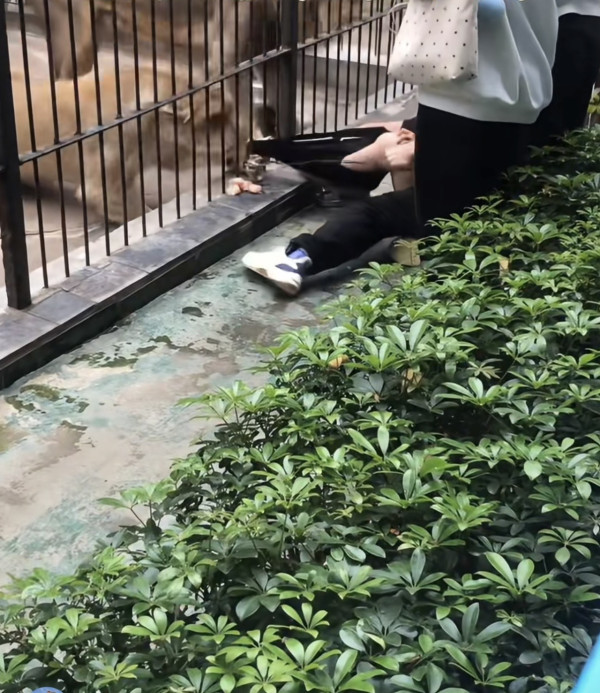 驚險 20 秒!汕頭動物園爆「獅子隔鐵籠抓人」 女童險被扯走 (圖:深圳plus@小紅書) 驚險 20 秒!汕頭動物園爆「獅子隔鐵籠抓人」 女童險被扯走 (圖:深圳plus@小紅書)
