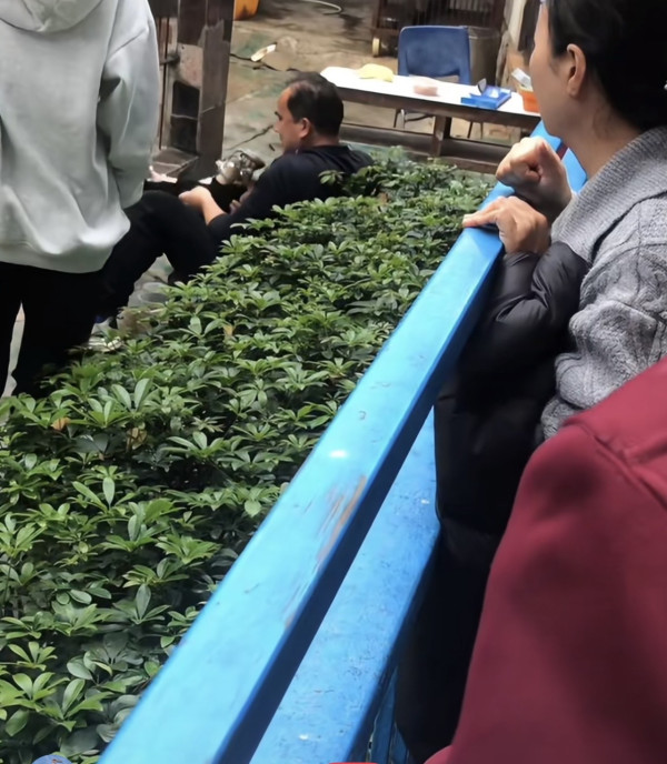 驚險 20 秒!汕頭動物園爆「獅子隔鐵籠抓人」 女童險被扯走 (圖:深圳plus@小紅書) 驚險 20 秒!汕頭動物園爆「獅子隔鐵籠抓人」 女童險被扯走 (圖:深圳plus@小紅書)