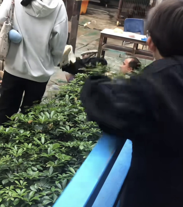 驚險 20 秒!汕頭動物園爆「獅子隔鐵籠抓人」 女童險被扯走 (圖:深圳plus@小紅書) 驚險 20 秒!汕頭動物園爆「獅子隔鐵籠抓人」 女童險被扯走 (圖:深圳plus@小紅書)