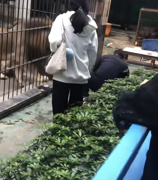 驚險 20 秒!汕頭動物園爆「獅子隔鐵籠抓人」 女童險被扯走 (圖:深圳plus@小紅書) 驚險 20 秒!汕頭動物園爆「獅子隔鐵籠抓人」 女童險被扯走 (圖:深圳plus@小紅書)