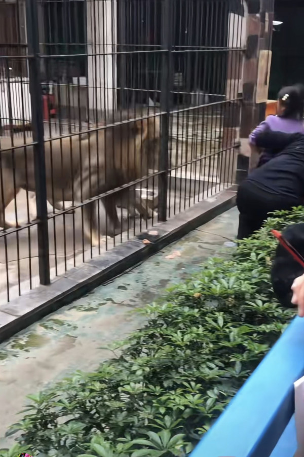 驚險 20 秒!汕頭動物園爆「獅子隔鐵籠抓人」 女童險被扯走 (圖:深圳plus@小紅書) 驚險 20 秒!汕頭動物園爆「獅子隔鐵籠抓人」 女童險被扯走 (圖:深圳plus@小紅書)