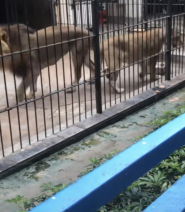 驚險 20 秒!汕頭動物園爆「獅子隔鐵籠抓人」 女童險被扯走 (圖:深圳plus@小紅書) 驚險 20 秒!汕頭動物園爆「獅子隔鐵籠抓人」 女童險被扯走 (圖:深圳plus@小紅書)