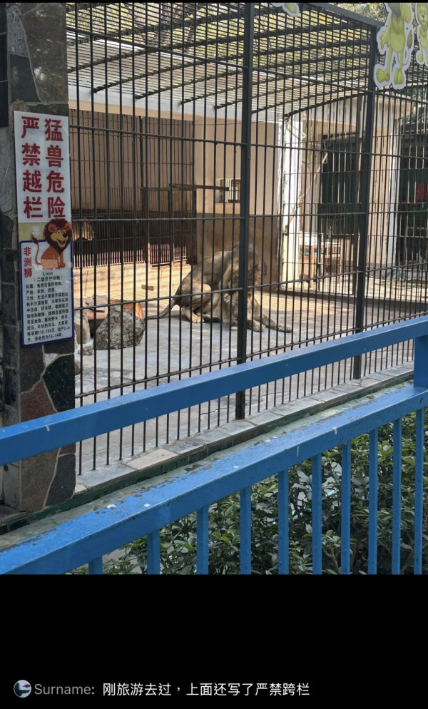 驚險 20 秒!汕頭動物園爆「獅子隔鐵籠抓人」 女童險被扯走 (圖:深圳plus@小紅書) 驚險 20 秒!汕頭動物園爆「獅子隔鐵籠抓人」 女童險被扯走 (圖:深圳plus@小紅書)