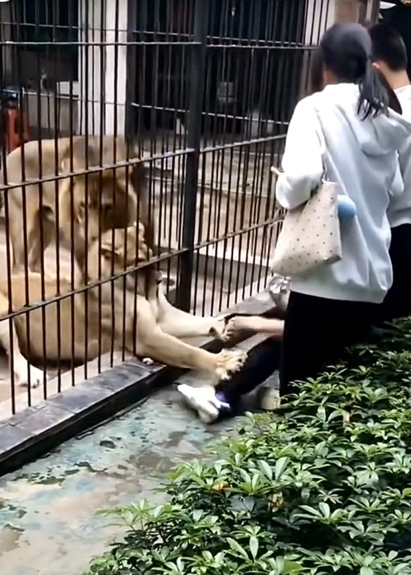 驚險 20 秒!汕頭動物園爆「獅子隔鐵籠抓人」 女童險被扯走 (圖:深圳plus@小紅書) 驚險 20 秒!汕頭動物園爆「獅子隔鐵籠抓人」 女童險被扯走 (圖:深圳plus@小紅書)