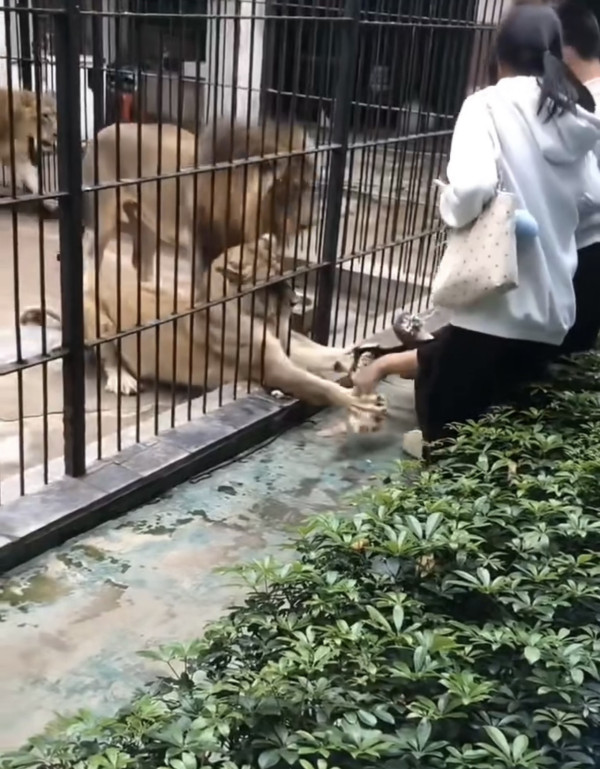 驚險 20 秒!汕頭動物園爆「獅子隔鐵籠抓人」 女童險被扯走 (圖:深圳plus@小紅書) 驚險 20 秒!汕頭動物園爆「獅子隔鐵籠抓人」 女童險被扯走 (圖:深圳plus@小紅書)