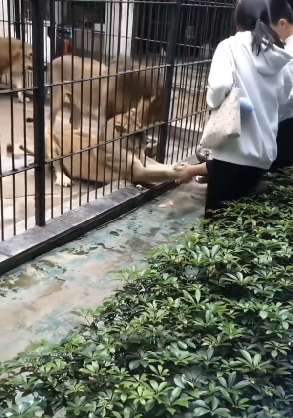 驚險 20 秒!汕頭動物園爆「獅子隔鐵籠抓人」 女童險被扯走 (圖:深圳plus@小紅書) 驚險 20 秒!汕頭動物園爆「獅子隔鐵籠抓人」 女童險被扯走 (圖:深圳plus@小紅書)
