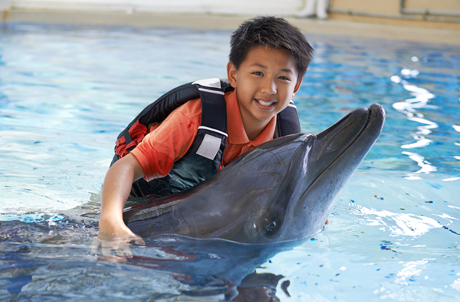 海洋公園年票全新優惠！$100即可帶親友入園暢玩！近距離接觸海豚限時7折