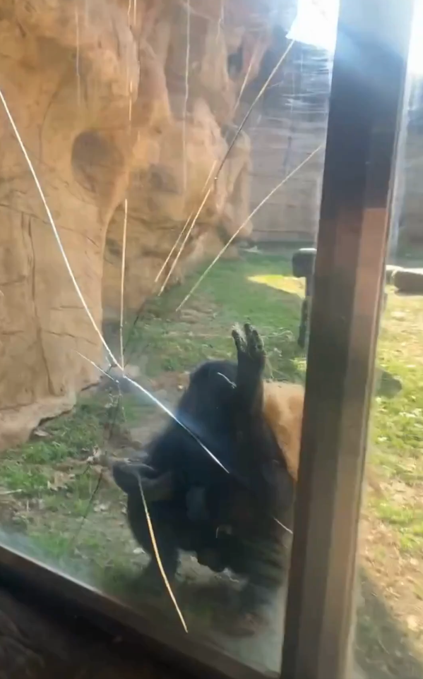 圖片來源:X @WMCActionNews5 圖片來源:X @WMCActionNews5