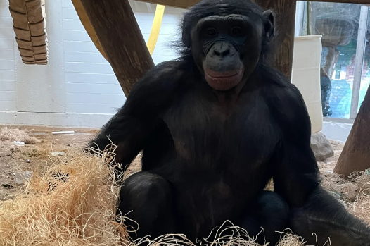 圖片來源:Memphis Zoo 圖片來源:Memphis Zoo