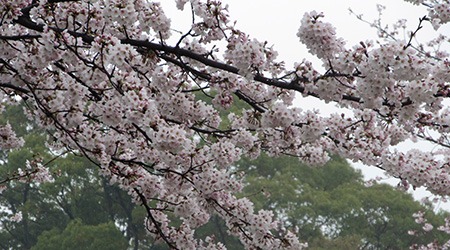 圖片來源：名古屋城