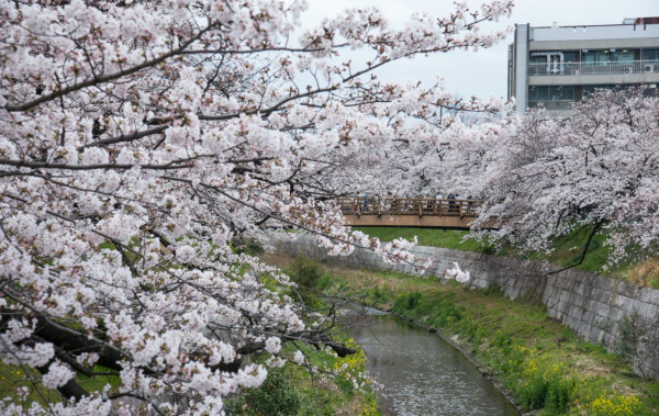 圖片：日本觀光局