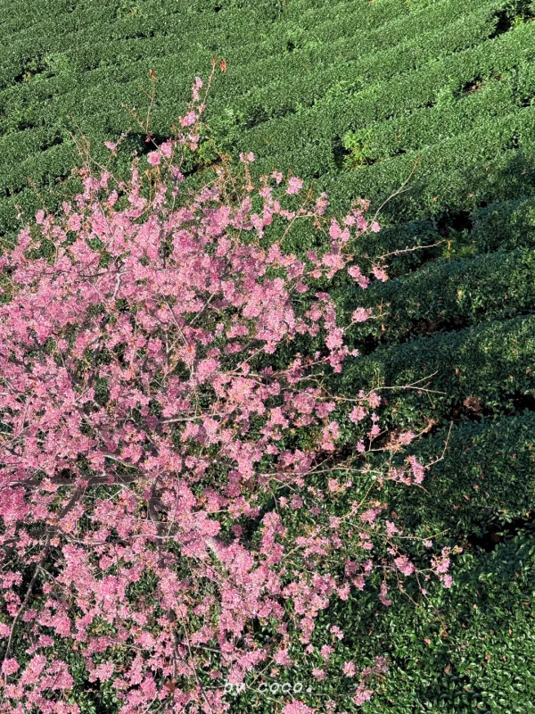 照片來源：小紅書@SWEET BOMB