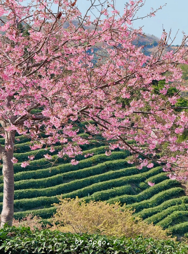 照片來源：小紅書@SWEET BOMB