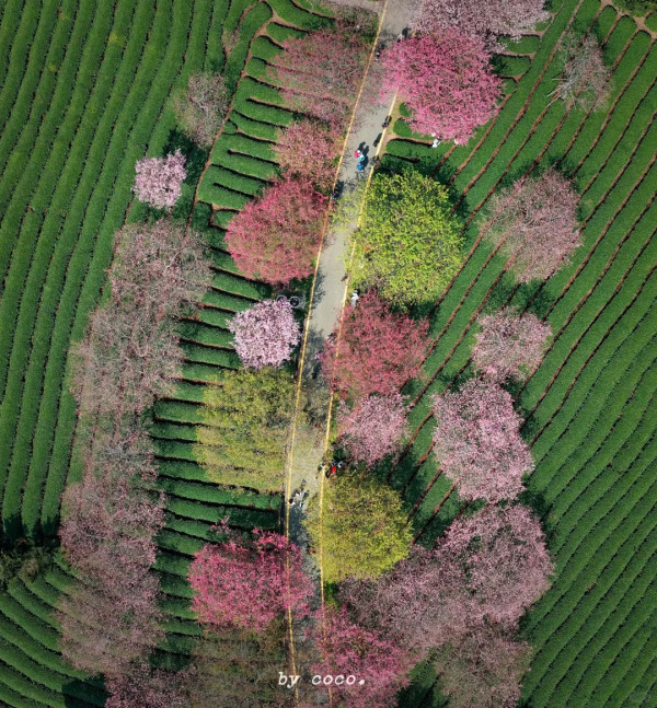 照片來源：小紅書@SWEET BOMB