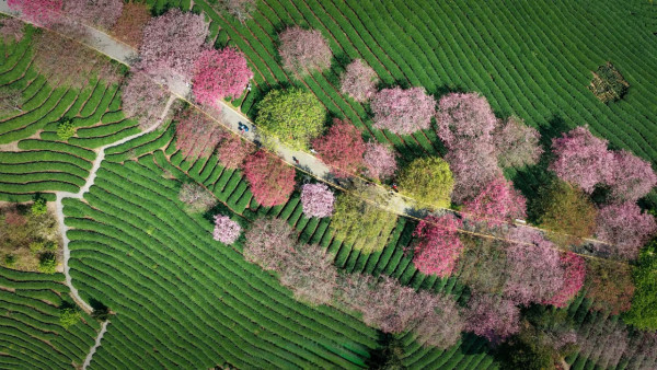 照片來源：小紅書@SWEET BOMB