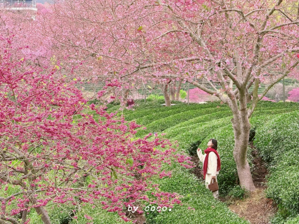 照片來源：小紅書@SWEET BOMB