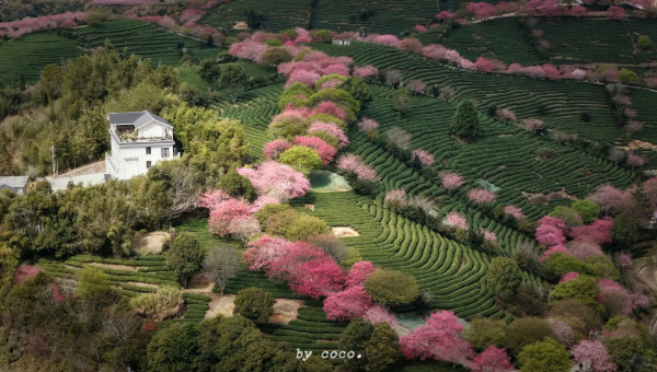 照片來源：小紅書@SWEET BOMB