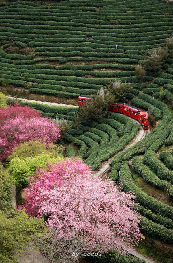 照片來源：小紅書@SWEET BOMB