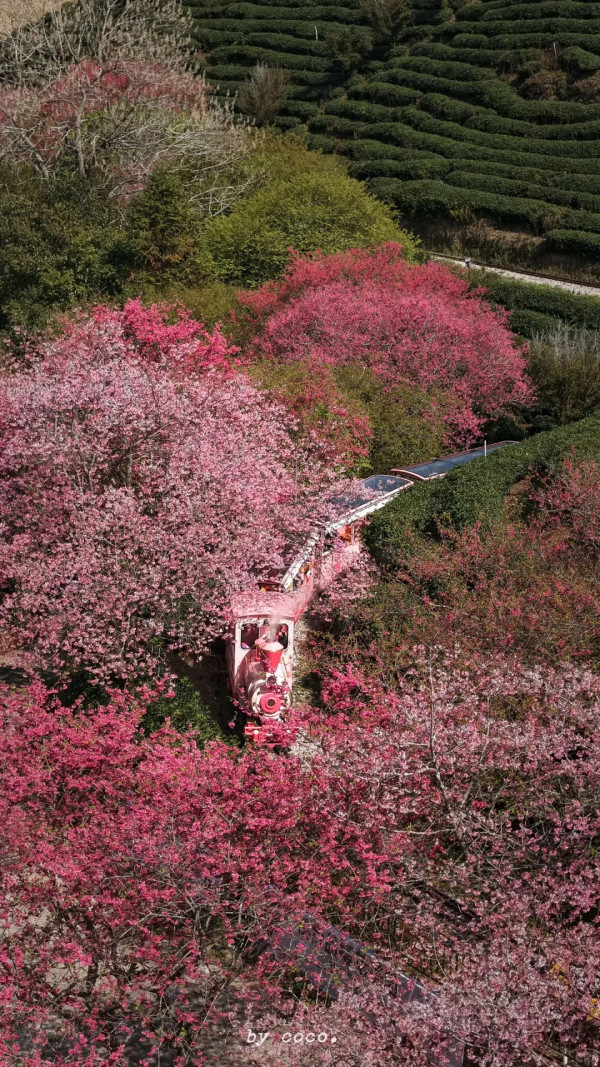 照片來源：小紅書@SWEET BOMB