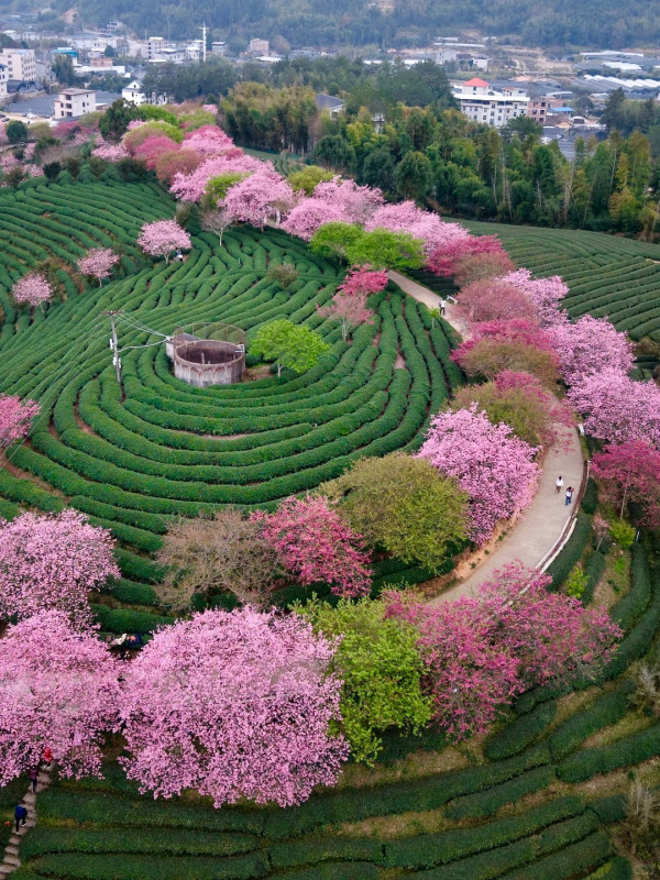 照片來源：小紅書@木子与西早