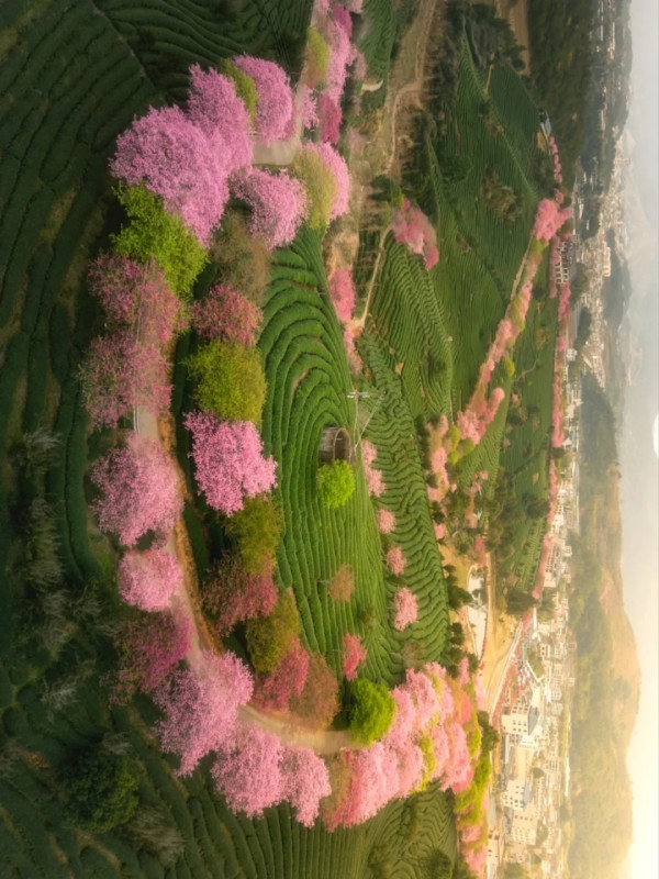 照片來源：小紅書@木子与西早