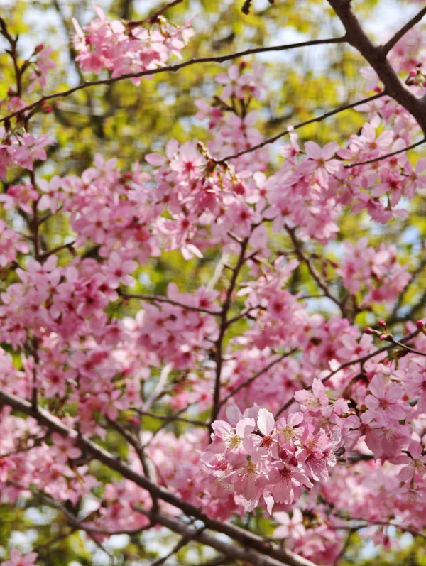 照片來源：小紅書@秘密的奇妙人生