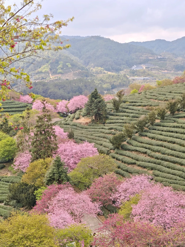 照片來源：小紅書@秘密的奇妙人生