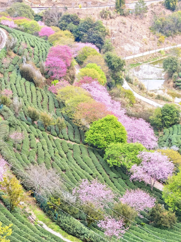 照片來源：小紅書@秘密的奇妙人生