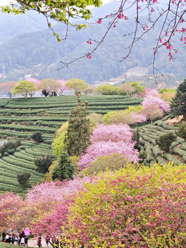 照片來源：小紅書@秘密的奇妙人生