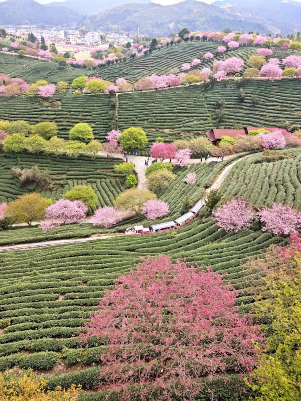照片來源：小紅書@秘密的奇妙人生