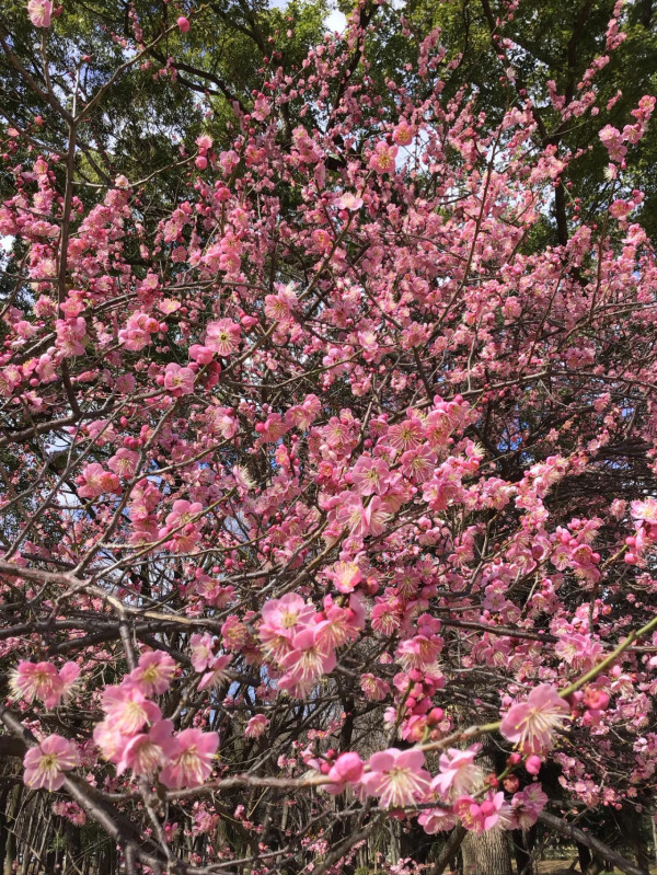 圖片來源：FB@名城公園フラワープラザ