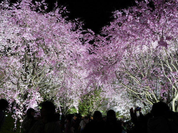 圖片來源：NAGOYA CONVENTION & VISITORS BUREAU