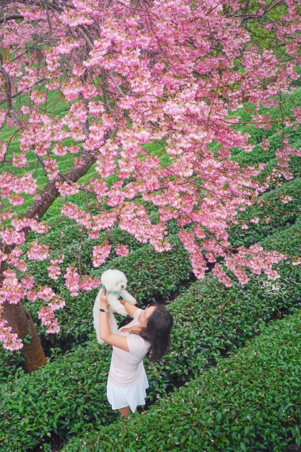 照片來源：小紅書@野生菌菇宠物摄影师