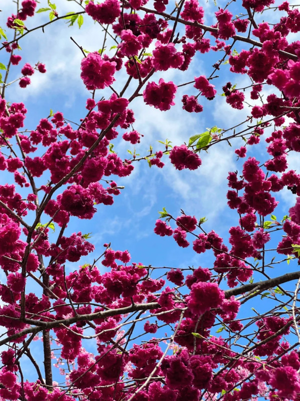 照片來源：小紅書@闽D美女