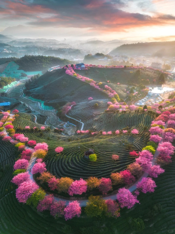 照片來源：小紅書@江南君z